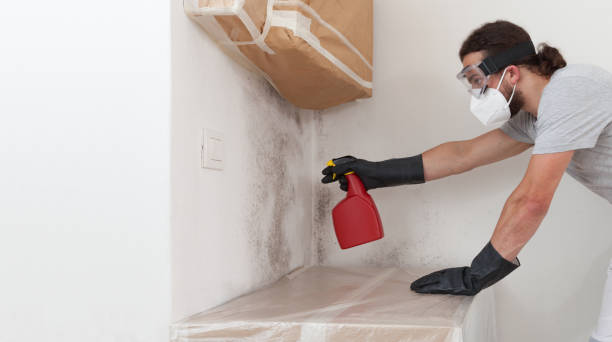 Professional Mold Remediation technician working in Roxbury, MA