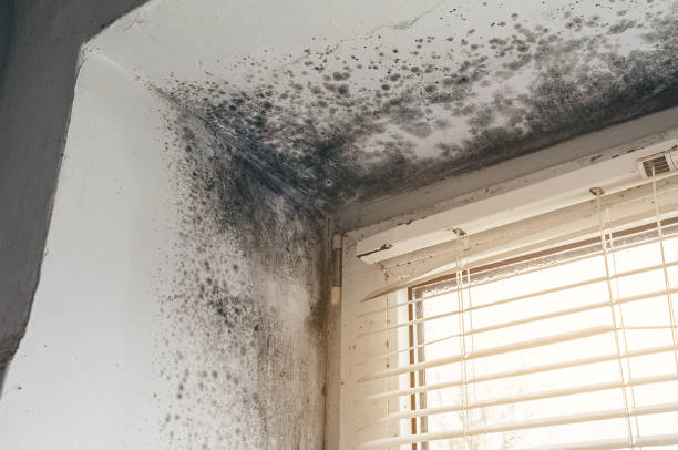 Affordable Mold Remediation solutions in Roxbury, MA